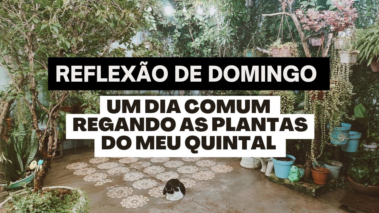 REGANDO PLANTINHAS DO MEU QUINTAL E REFLEXÃO DE DOMINGO