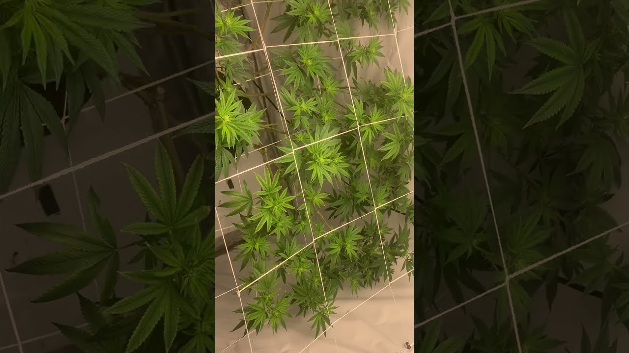 Mars hydro TSW2000 closet grow 2 week into flower #PhenoStar #sourdiesel  #marshydro #homegrown