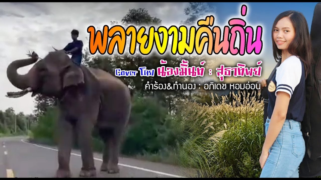 ♥️♥️เพลง : พลายงามคืนถิ่น  คอบเวอร์โดยน้องมิ้น สุธาทิพย์  โรงทอง  คำร้อง/ทำนอง : อภิเดช  หอมอ่อน♥️♥️
