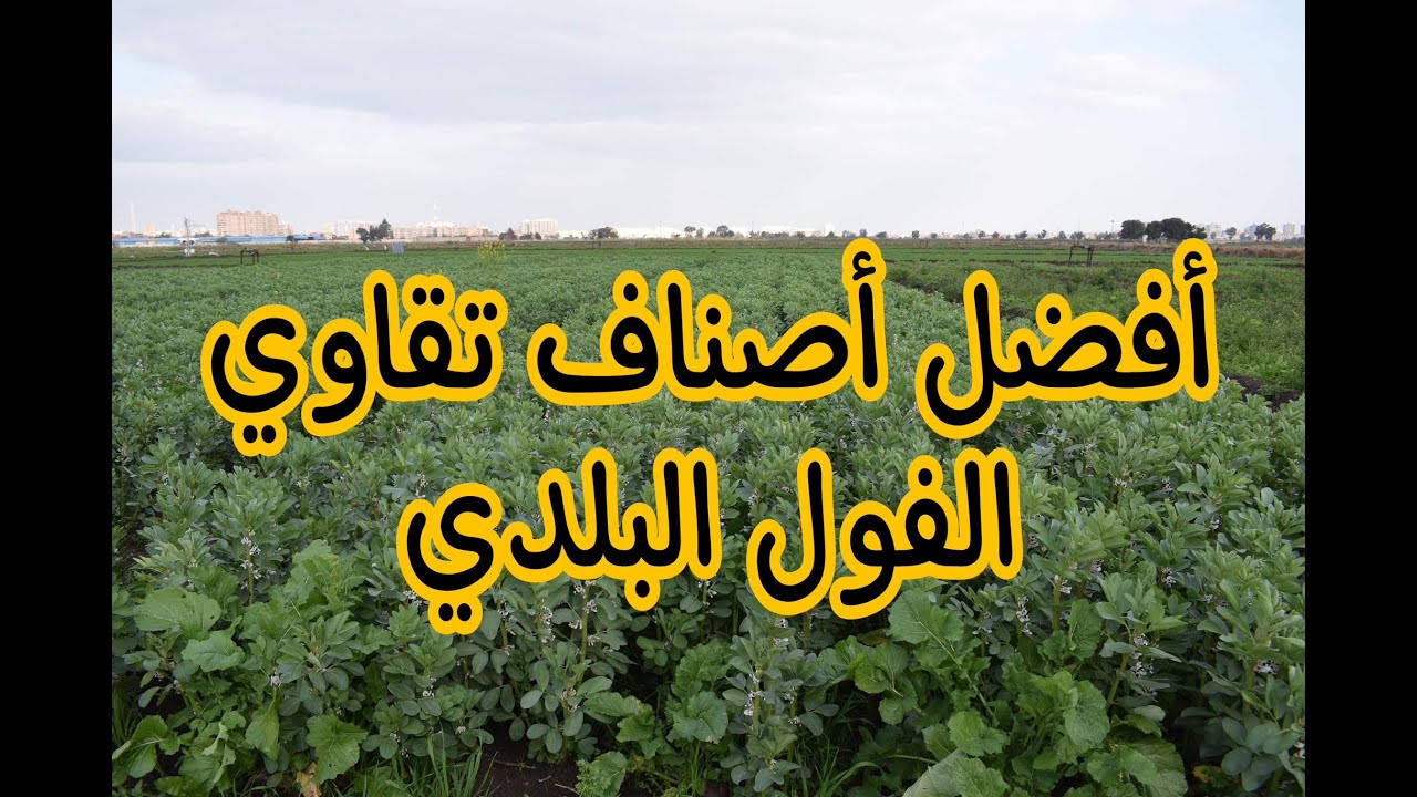 أفضل أصناف تقاوي الفول البلدي التي تحقق إنتاجية عالية