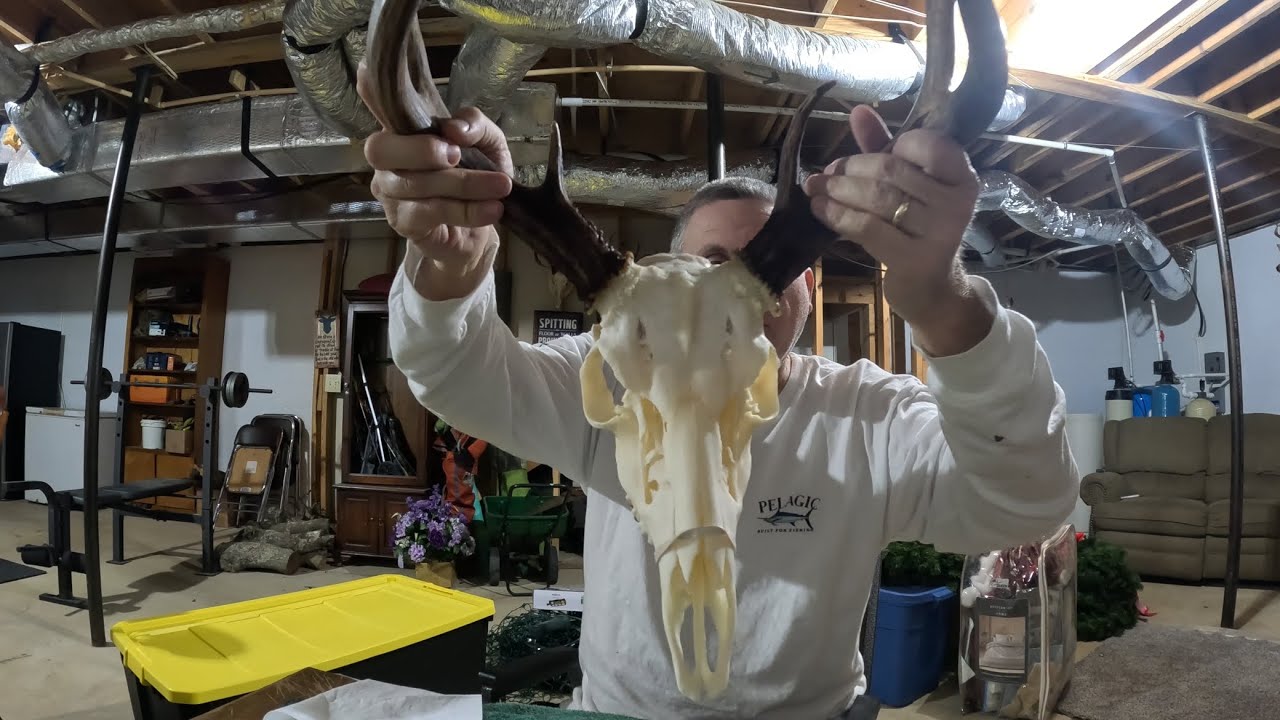 How to do a No Boil European Skull Mount