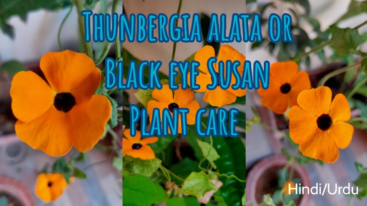 Thunbergia alata plant care//Black Eye Susan plant care & Propagation//Hindi/Urdu