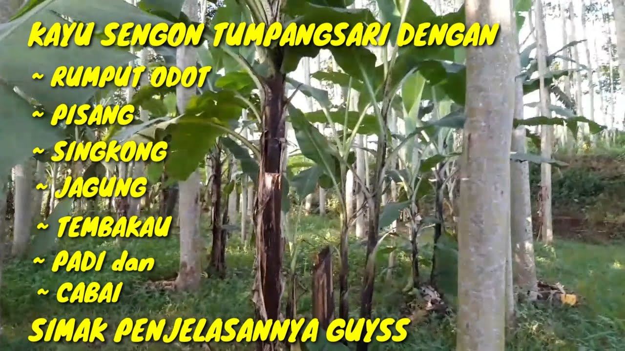 Sengon tumpangsari dengan pisang, singkong, cabai, jagung, padi, tembakau dan rumput odot