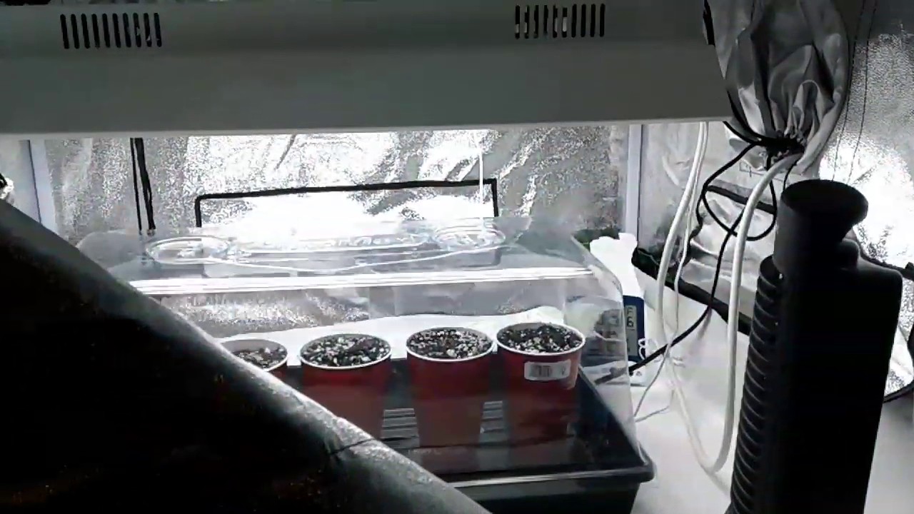 New Grow Tent seeds Day 1
