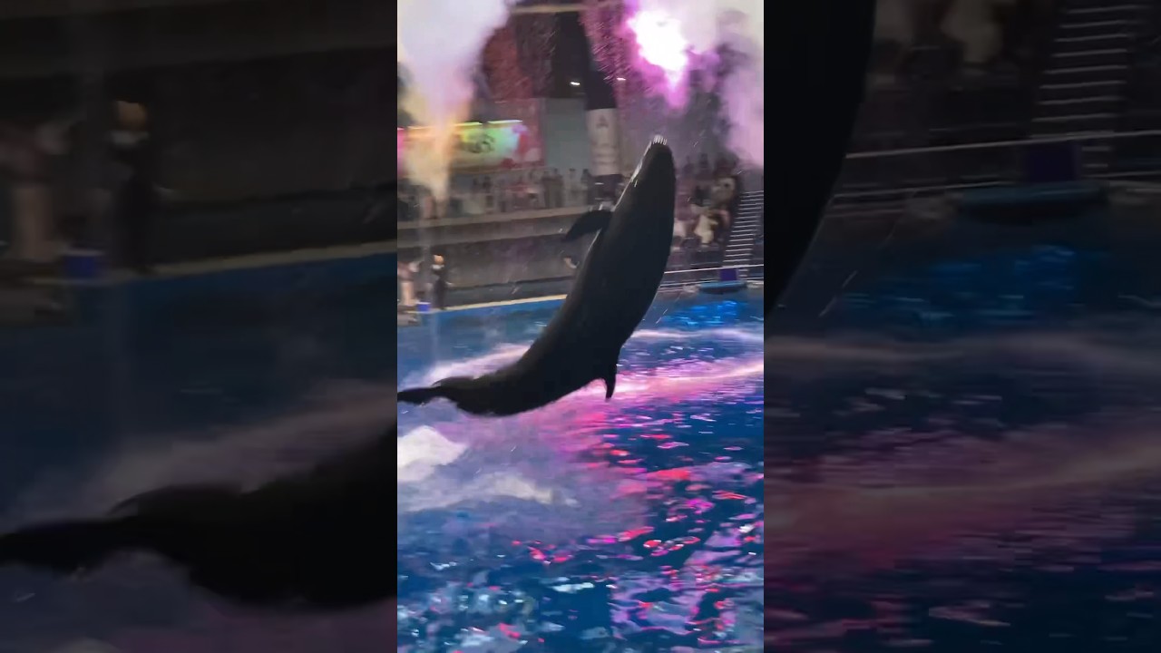 水しぶきを観客にかけまくるオキゴンドウのティナ　マクセルアクアパーク品川　False Killer Whale splashing around