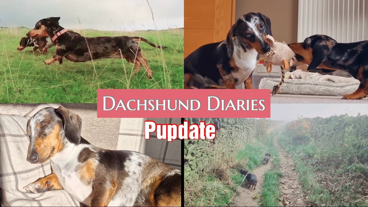 Mini Dapple Dachshunds Pupdate | Misty Walks And Enjoying The Autumn Sunshine