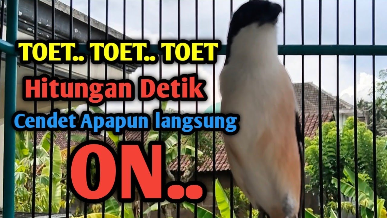SUARA CENDET GACOR TOET TOET MEMANCING LAWAN. HITUNGAN DETIK CENDET APAPUN LANGSUNG ON. 