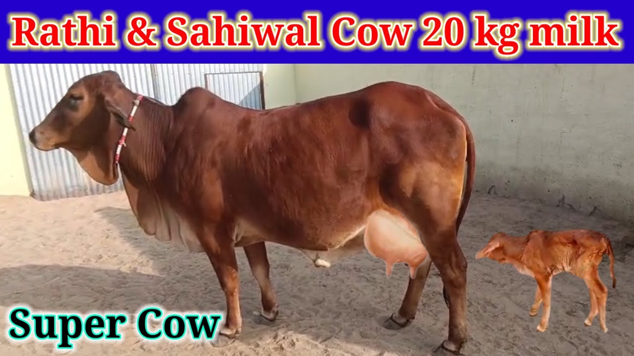 Rathi & Sahiwal Cow 20 kg milk For Sale, बॉर्डर एरिया की शुद्ध साहीवाल गाय उपलब्ध है @PremAgroFarm 