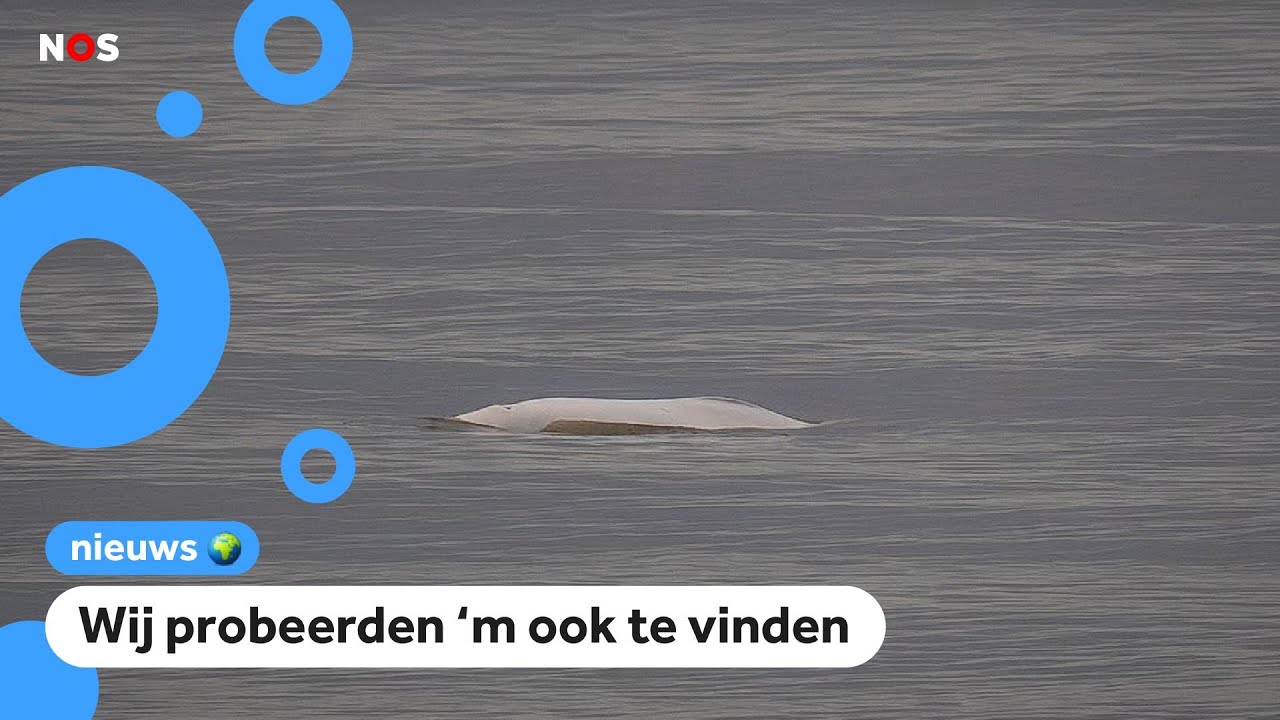 Voor het eerst in 60 jaar (!) beloega gespot voor Nederlandse kust