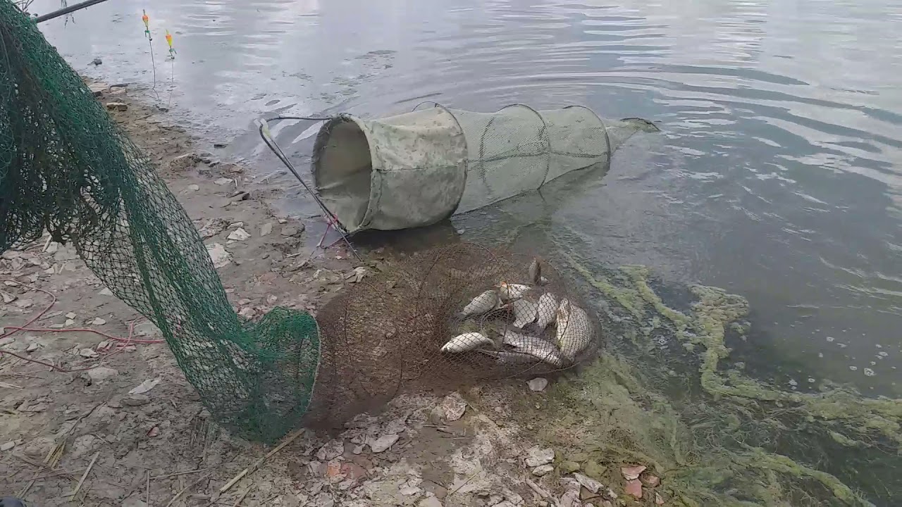Pescuit cu uica Gore  : Montura pt Șalău și eliberat  un crăpșan la baltă la Jimbolia.