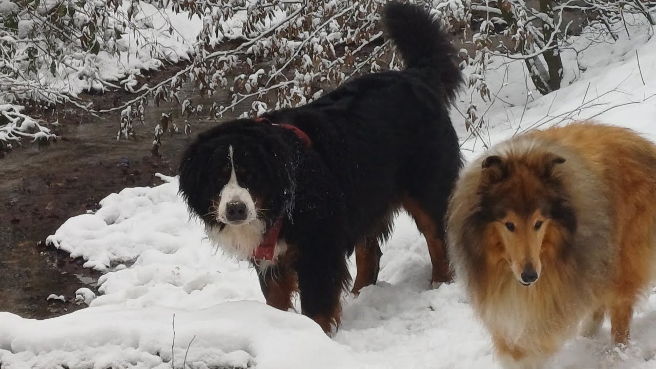 Walking in Winter wonderland #snow #hondenopvang Inge's Ding