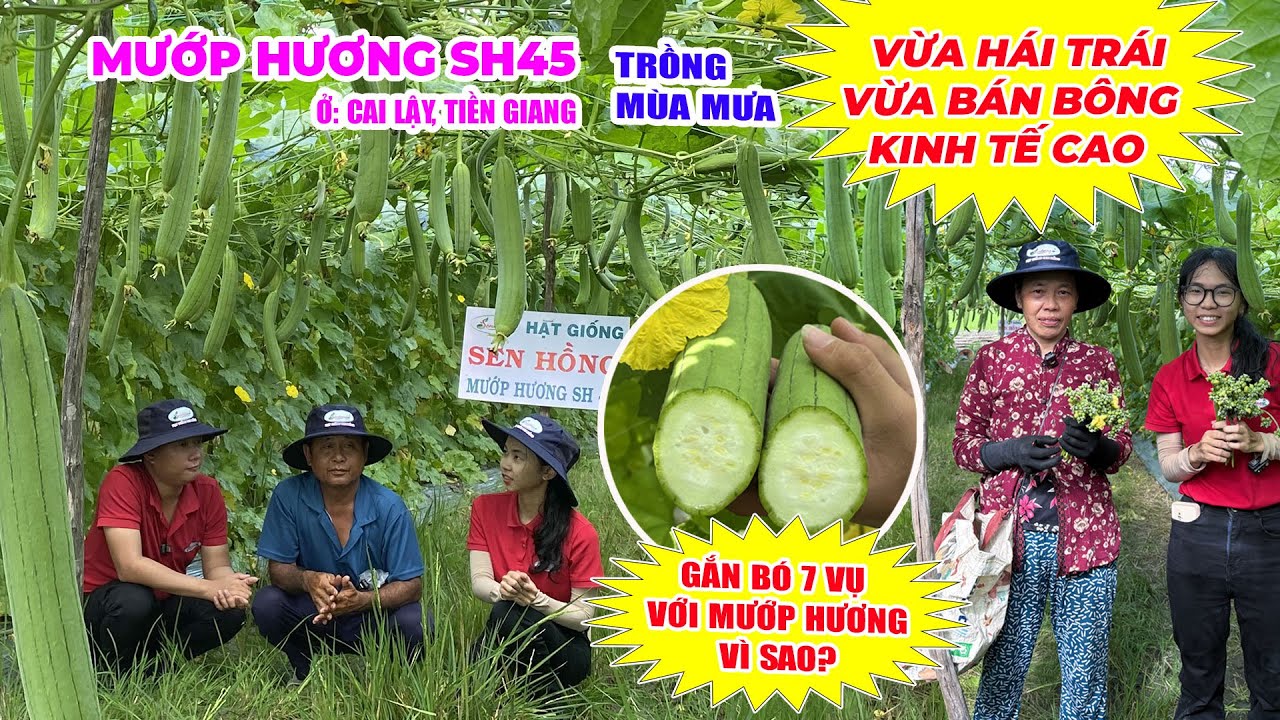 MƯỚP HƯƠNG SH45 CÓ ƯU ĐIỂM GÌ  MÀ CHÚ THÍM TÁM Ở CAI LẬY, TIỀN GIANG ĐỒNG HÀNH NHIỀU NĂM LIỀN