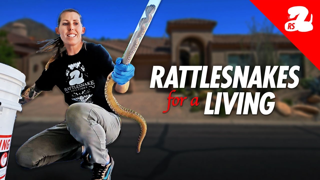 How Catching Rattlesnakes Became Our Job