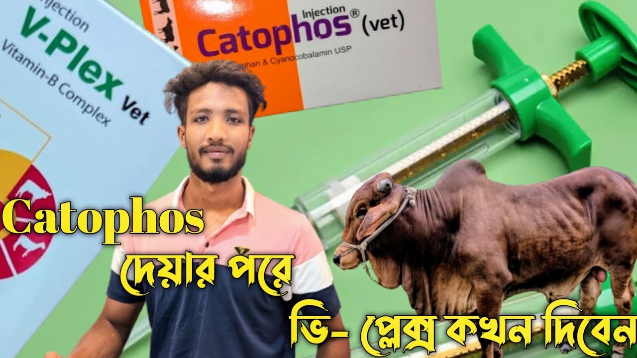গরু মোটাতাজ করার সহজ উপায়,, গরু কি ইনজেকশন দিলে মোটা তাজা হয় তা জানো