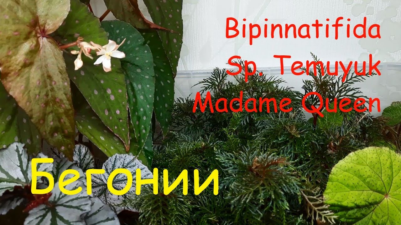 Бегонии Bipinnatifida, sp. Temuyuk, Madame Queen