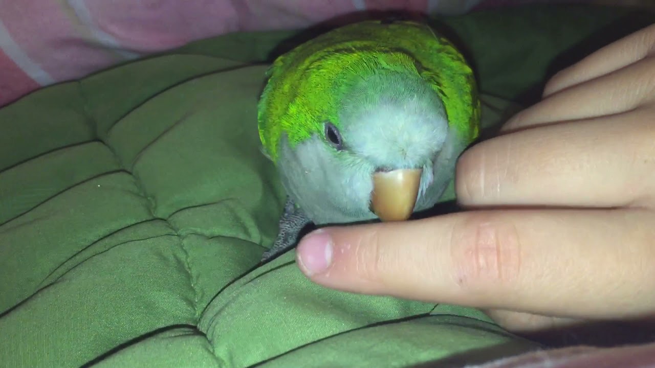 Cómo amansar a tu cotorra