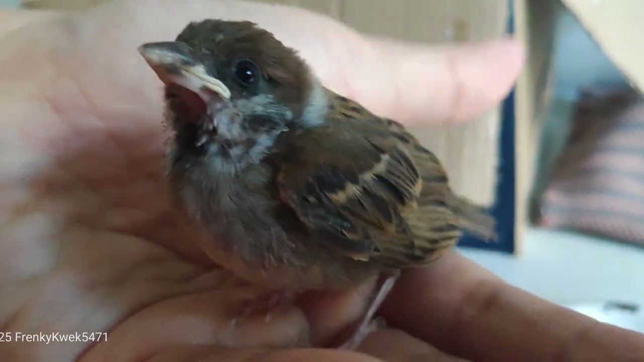 Day 13 ( part 2/2) - Raise stray Eurasian Tree Sparrow fledgling