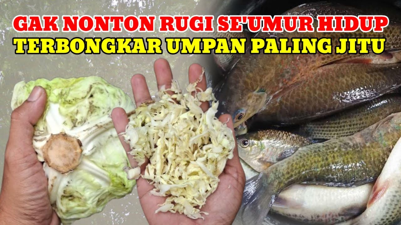 GAK PERLU BINGUNG LAGI‼️SUDAH DI KETAHUI UMPAN PALING JITU