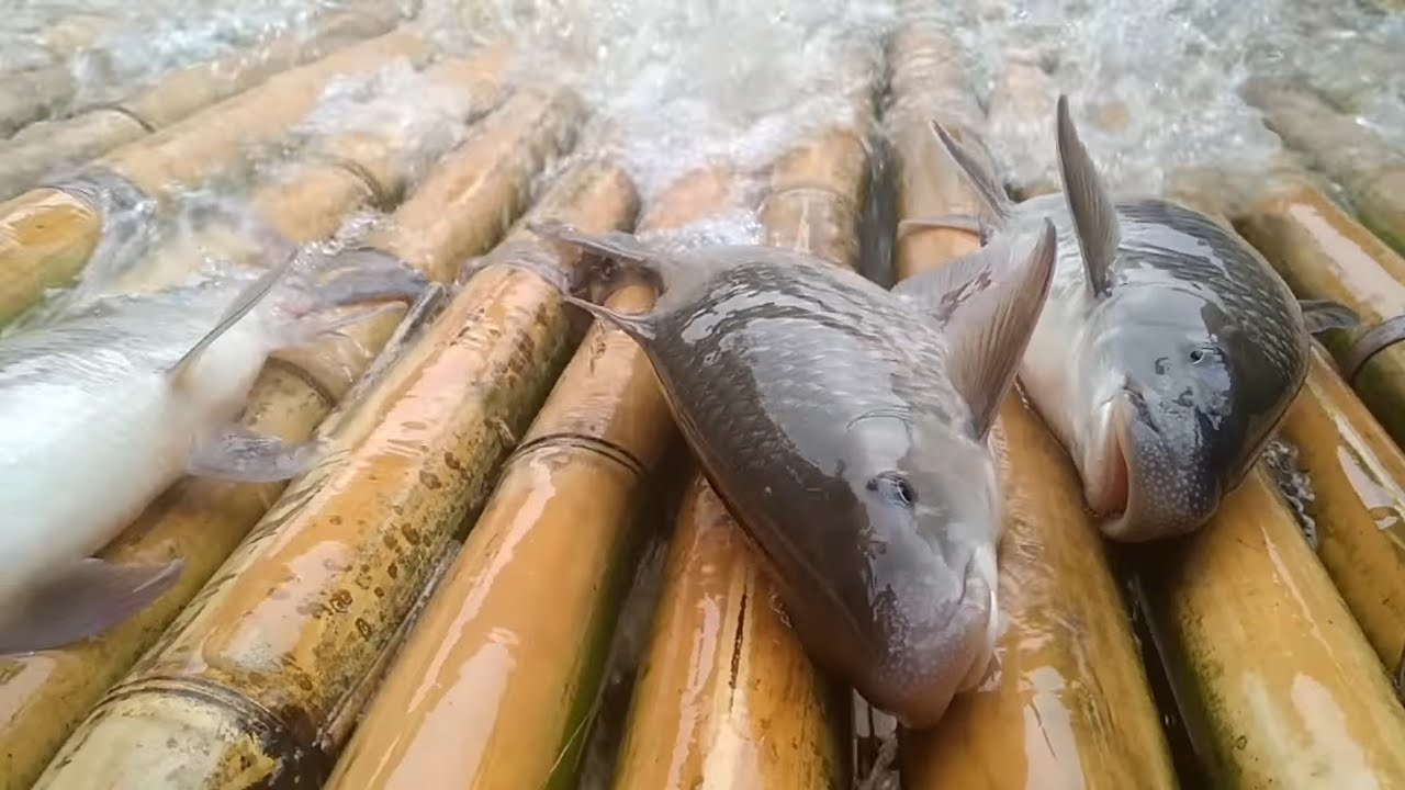 Traditional fishing | Build fishing trap