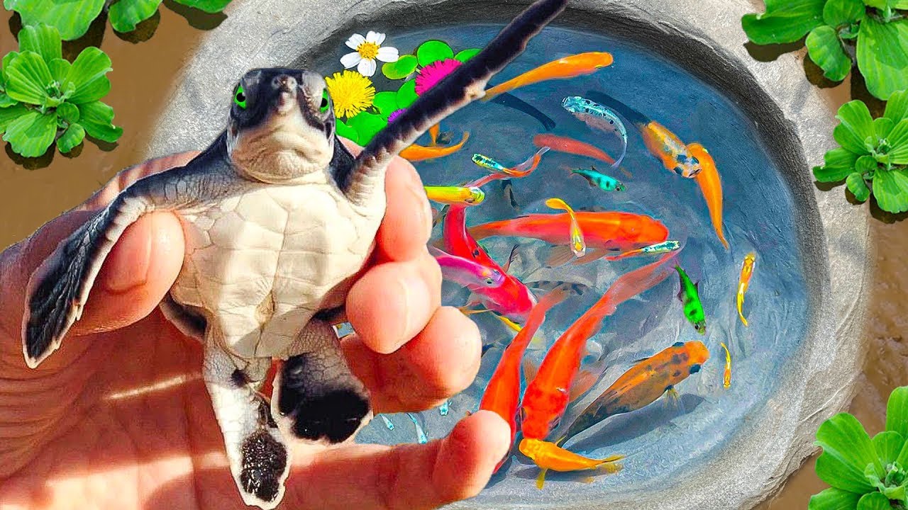 Set Egg Traps In The Garden, Catch Nesting Koi Fish, Golden Frogs, Dinosaur Fish, Baby Turtles, Eel