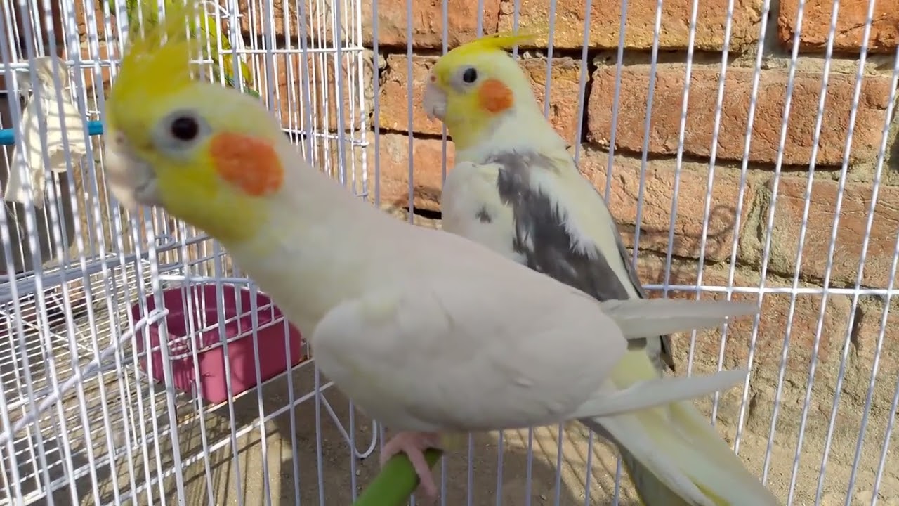 Beautiful cockatiel love birds 