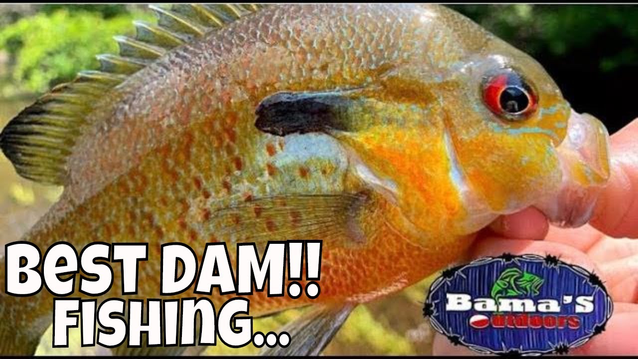 BEST!! DAM Fishing TIPS And TECHNIQUES For BASS, BLUEGILL And TROUT| 4K