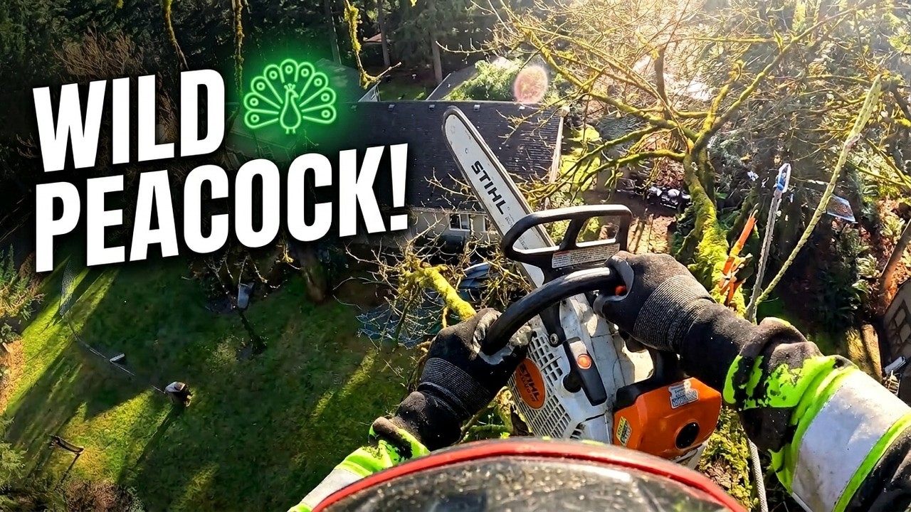 Massive Maple Takedown With Peacocks!