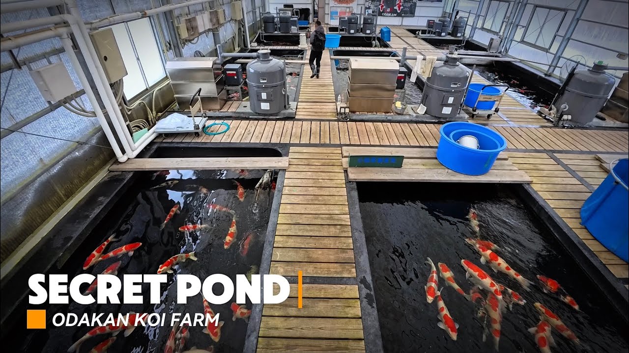 Visit Nogami Koi Farm Dan Odakan Koi Farm l Intip Koleksi Koi Super Jumbo