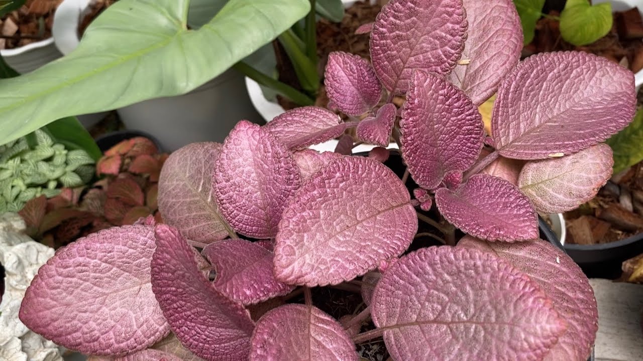 My Plantita Journey Vlog #89.2 || Amazing plants at Precious Garden 🥰❤️🌿🤗 Mesmerized..(Part 2)
