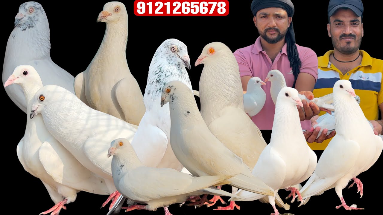 Danish bhai and Jamshed bhai from Bijnor (Uttar Pradesh) has visited my loft in Guntur