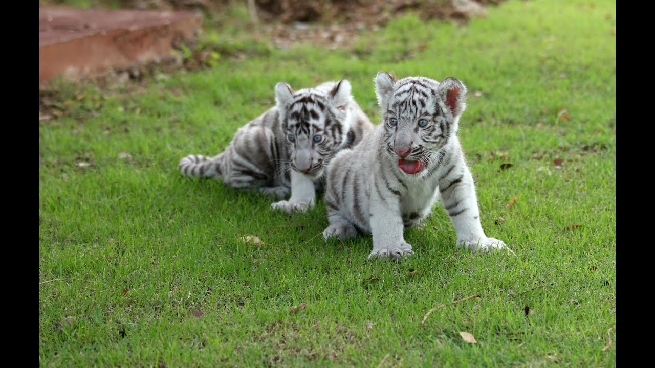 Two white tiger cubs die of Covid infection after keeper outbreak, zoo says