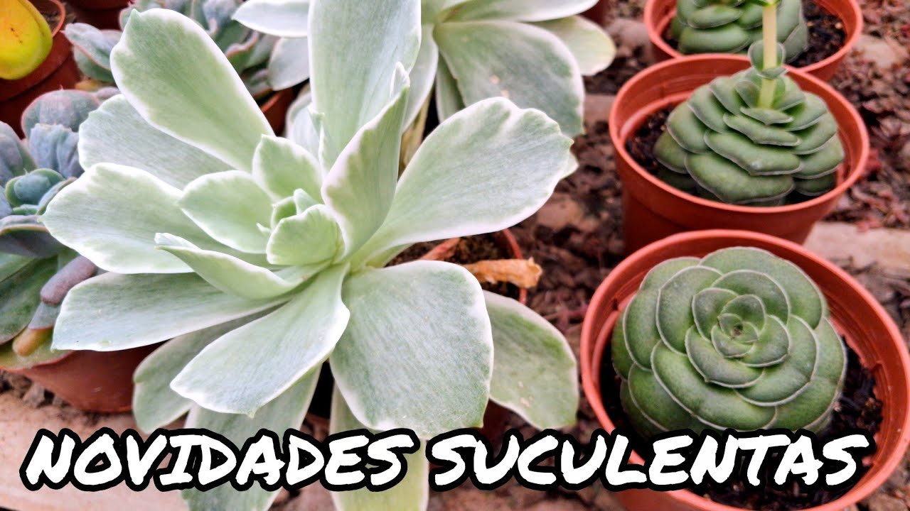 NOVAS SUCULENTAS DISPONÍVEIS PARA À VENDA | JARDIM DOS CACTOS