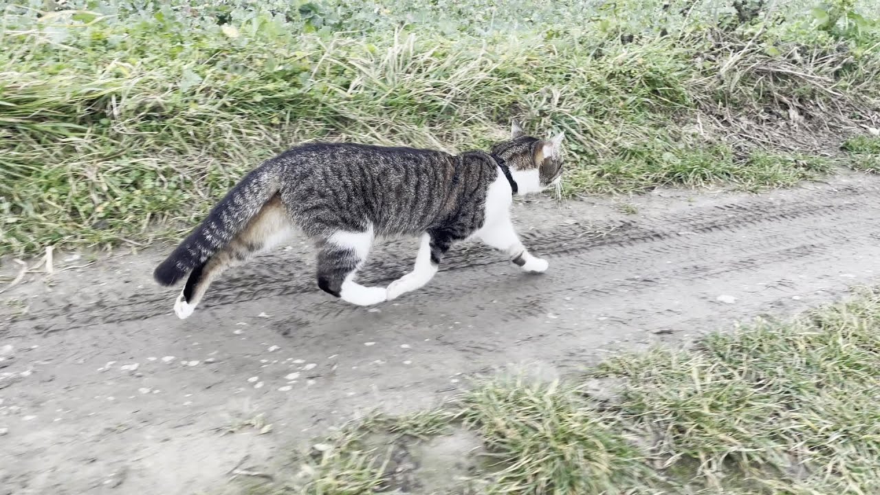Běhání s kocoury / Running with a cat