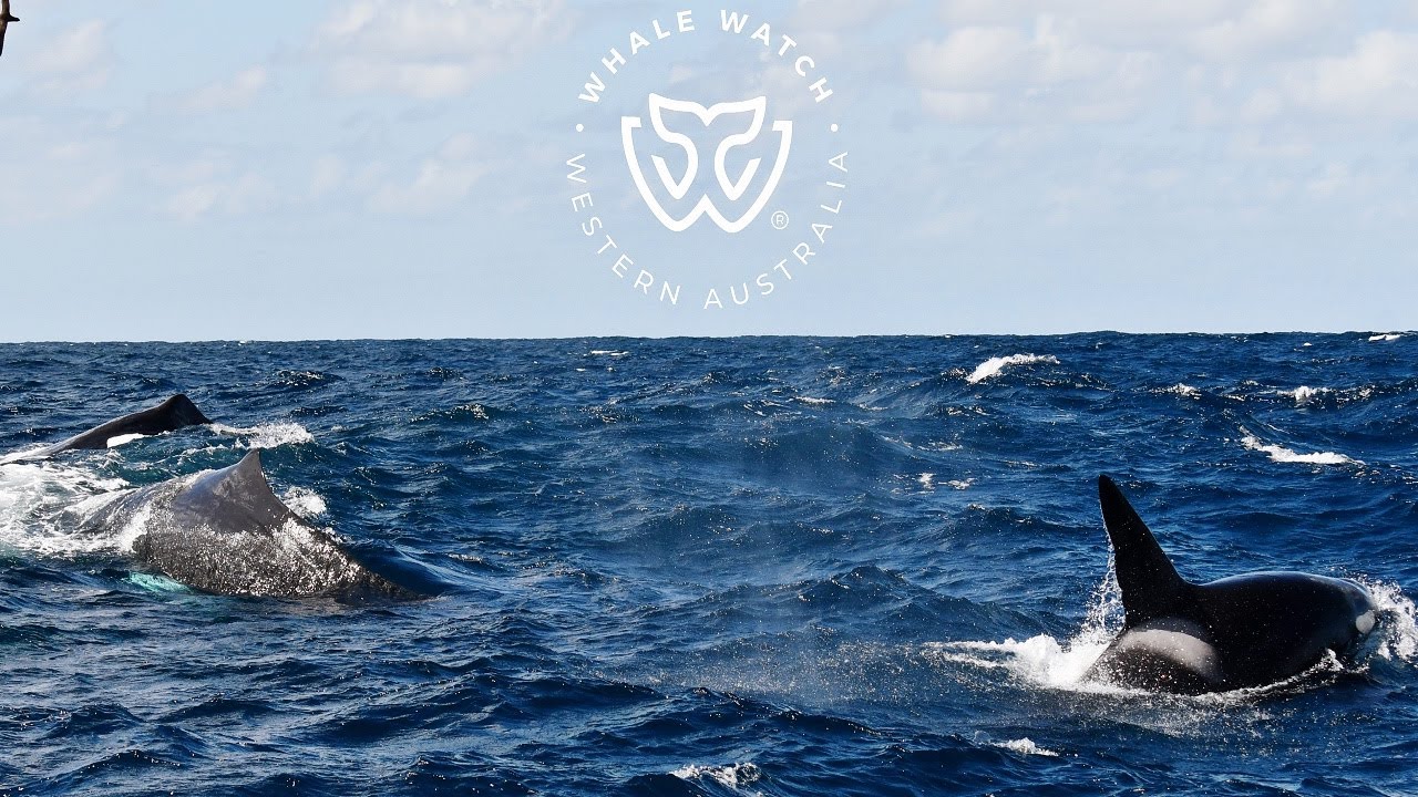 Bremer Bay Orca Attack Sperm Whale Pod