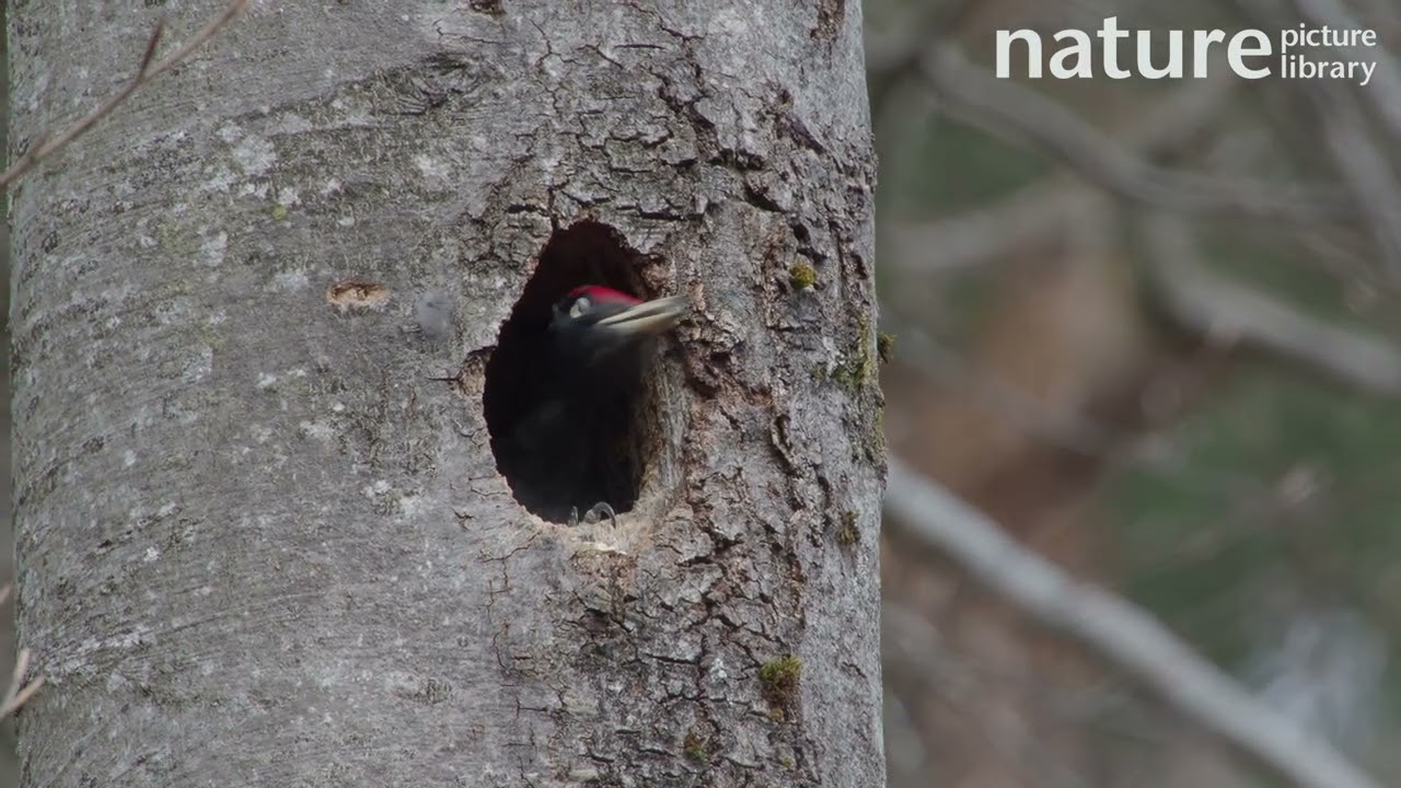 Male Black woodpecker (Dryocopus martius) excavating nesthole, Bavaria, Germany, April.