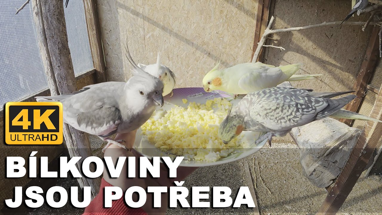 🔴[4K ] B&iacute;lkoviny jsou potřeba! 🐾 #KorelaChocholat&aacute; │KorelyEu