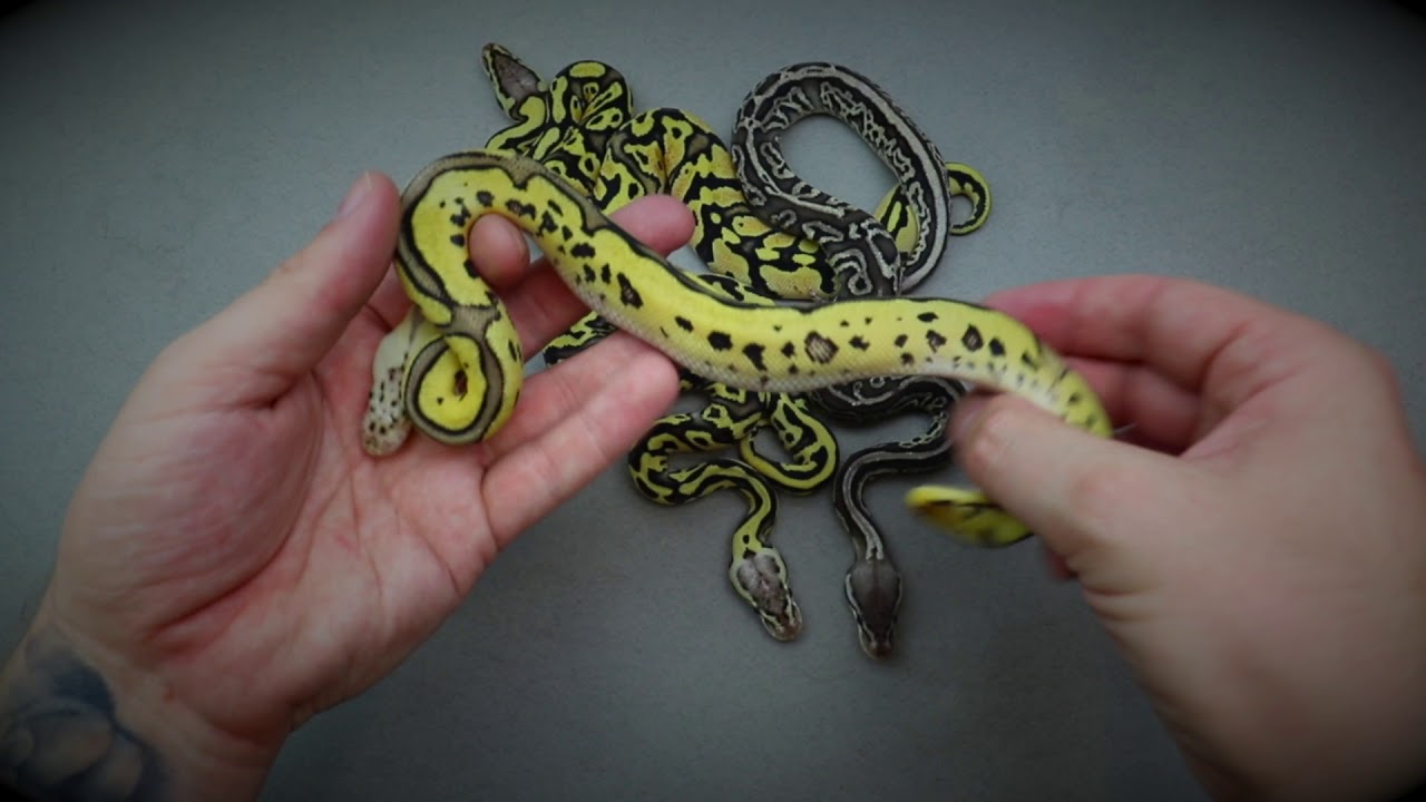 Update on the Firefly Clown clutch.
