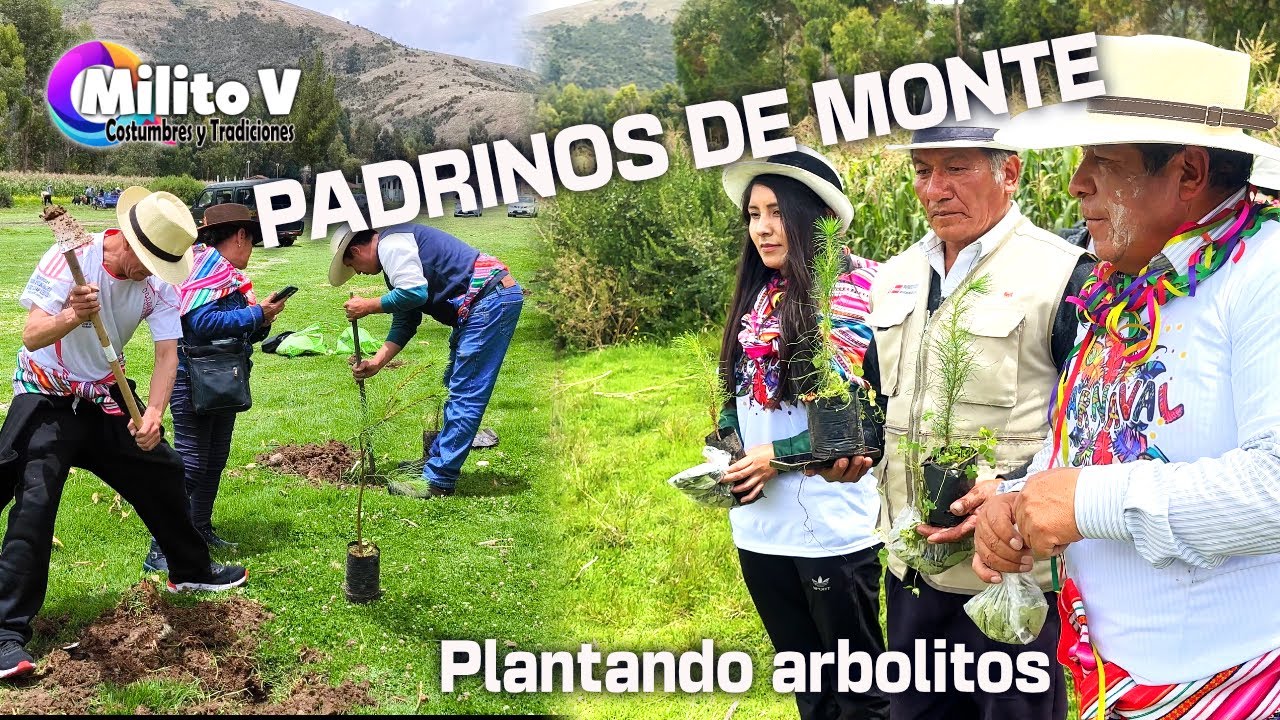 PADRINOS DE MONTE PLANTAN ARBOLITOS (Una costumbre en favor del medio ambiente y la ecología)