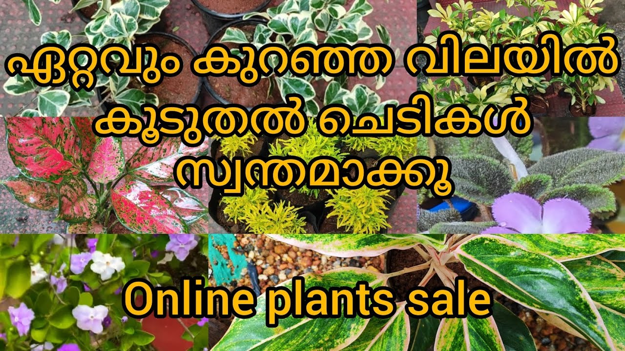 Low budget plants sale online /online plants sale in malayalam 
