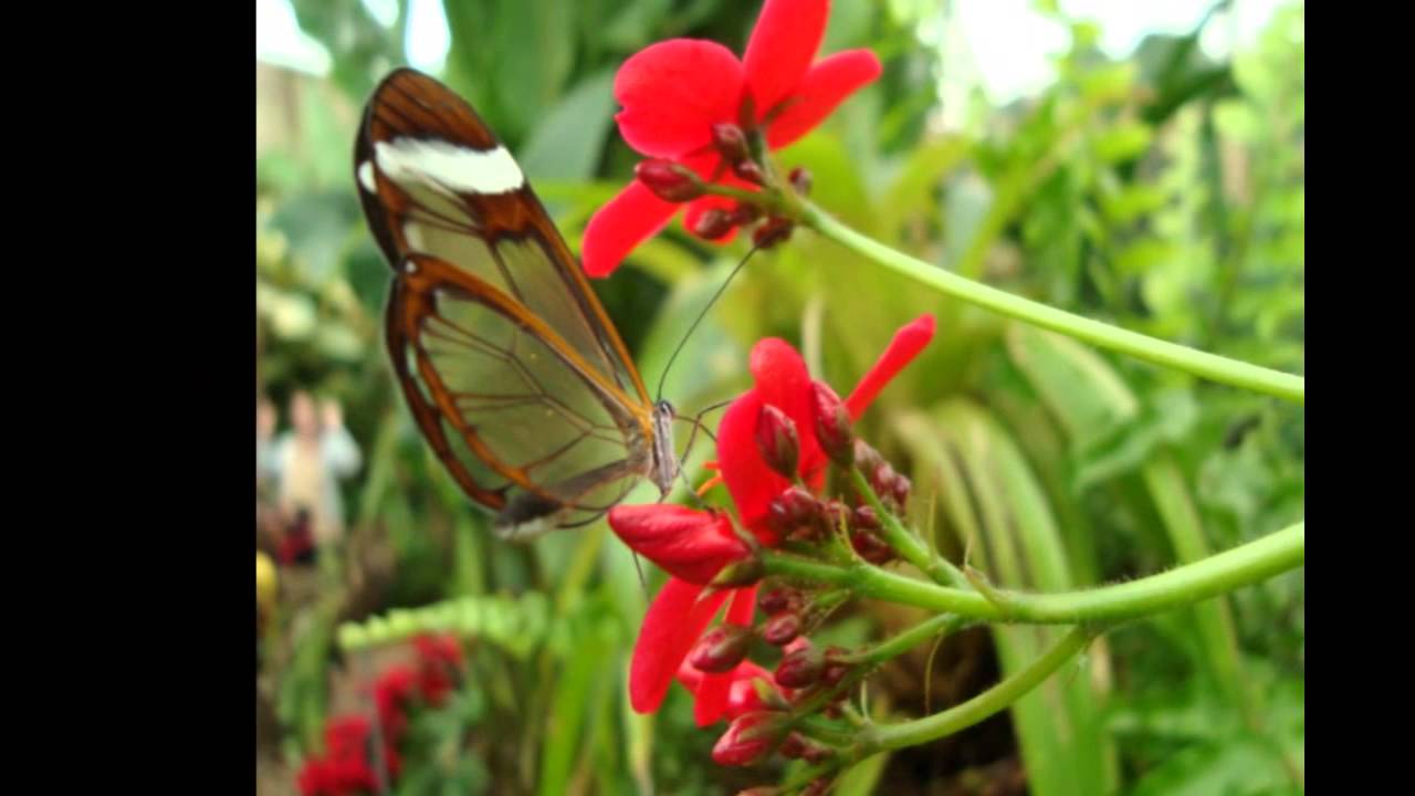 Michael Telapary Mariposa