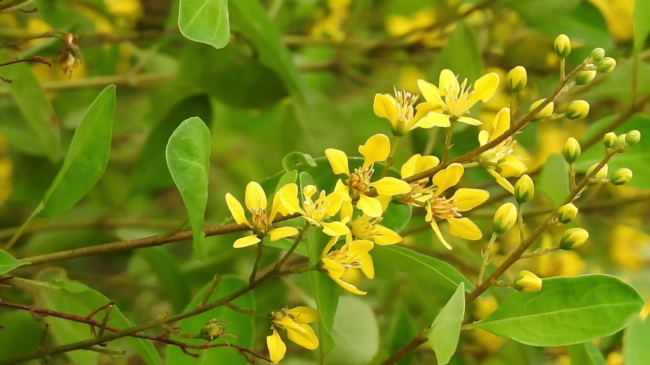 Beautiful Flower Background Video Free Commercial Use