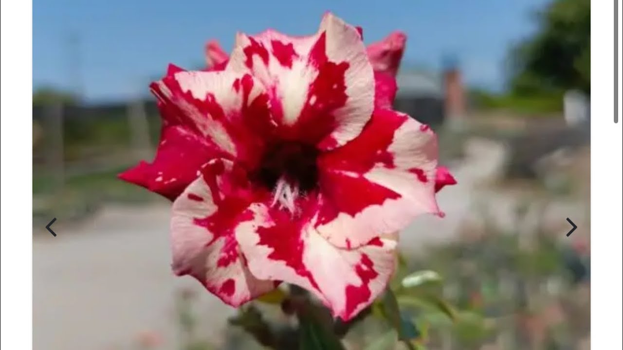 Nosso viveiro de Rosas do deserto ❤️ em 21/01/2026 