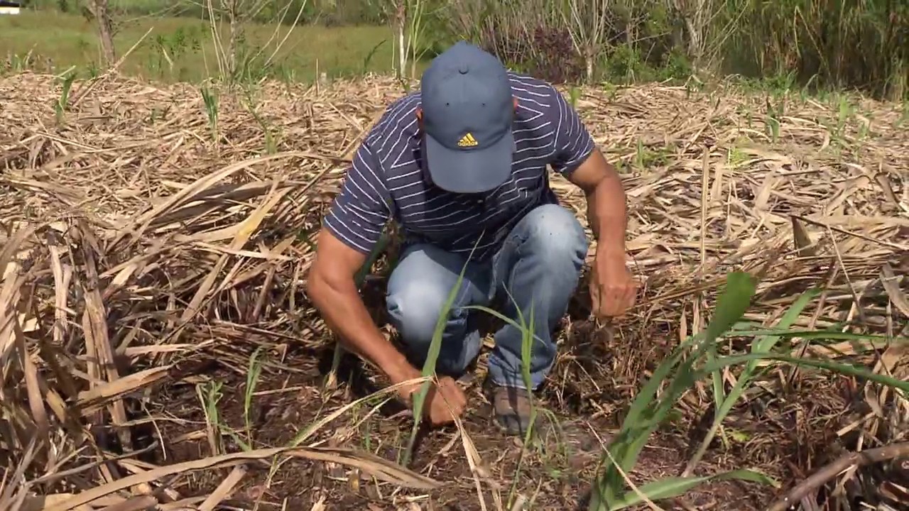 Encalle y deshoje en el cultivo de caña | La Finca de Hoy