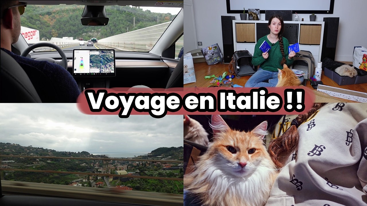 Voyager en voiture avec des chats : Mes conseils, calmants, matériels ! VLOG