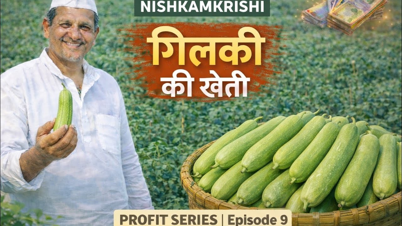 “गिलकी की खेती से 2 लाख मुनाफ़ा 💰 | लागत मुनाफ़ा पूरा हिसाब | Gilki Farming Profit”