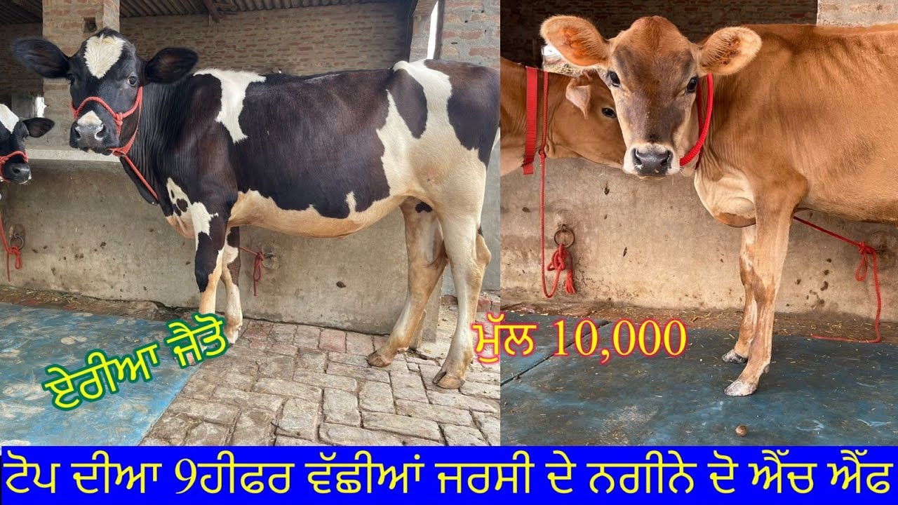 ਮੁੱਲ 10,000😱😱 9 ਹੀਫਰ ਵਹਿੜਾ ਵਿਕਾਉ 👌👌ਘੱਟ ਰੇਟ 😱😱Bawa dairy farm 