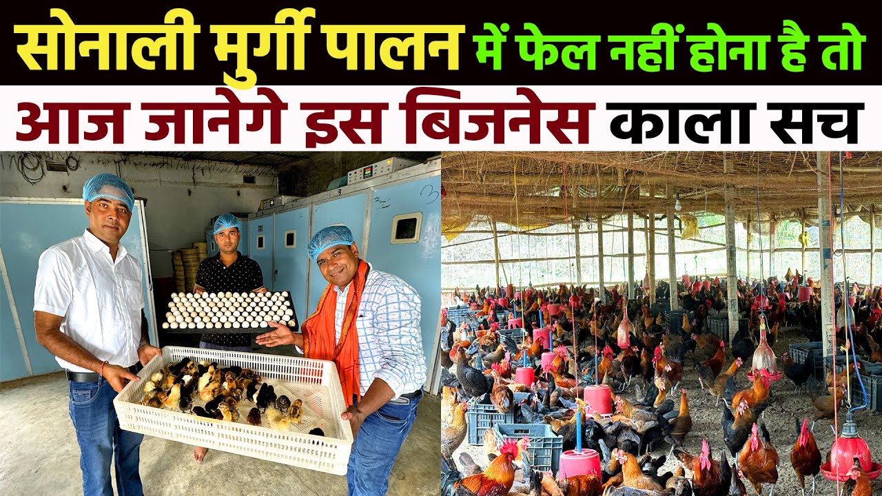 Sonali Murgi Palan में Success Secret जानिए Desi Murgi Palan Business Idea | Bengal Chicks Hatchery