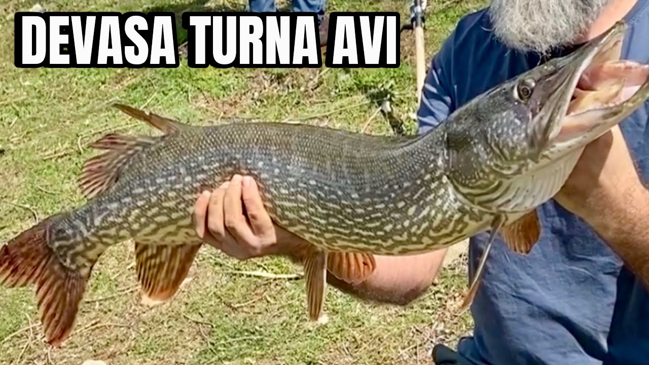 DEVASA TURNA AVİ