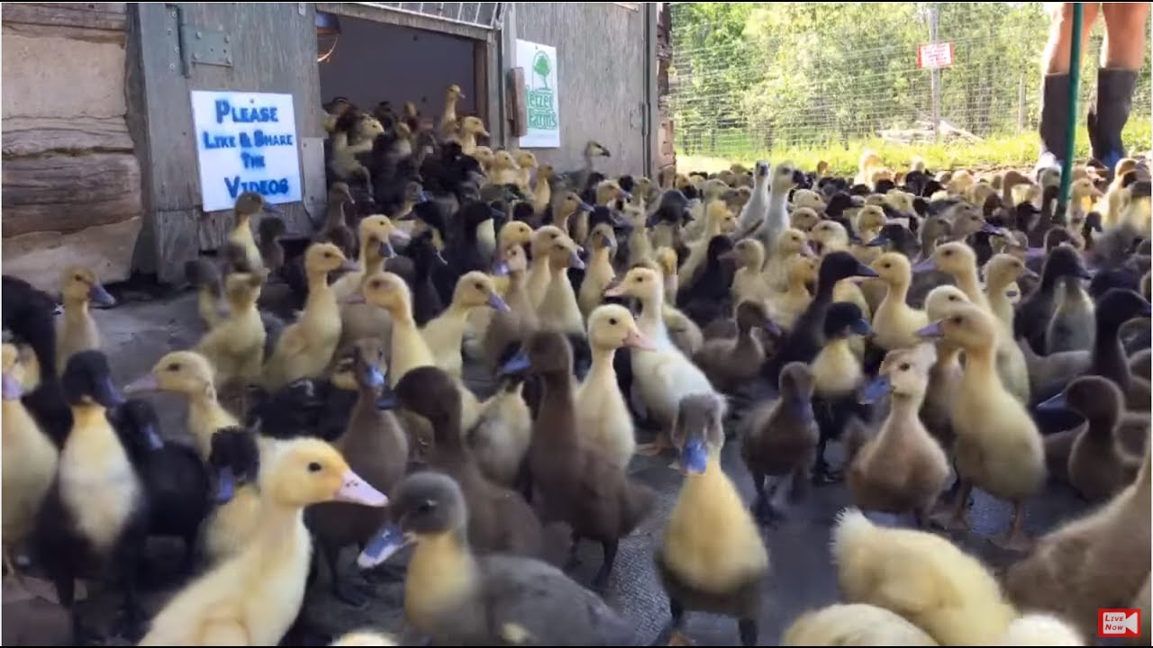 1,000+ Ducklings' Morning Rush Out Of The Barn Live Stream