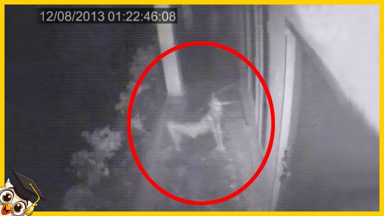 20 Coisas mais Assustadoras Capturadas em Câmeras de Trilha